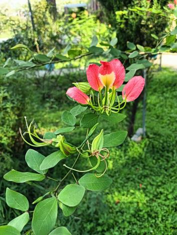 圖11 橙紅花羊蹄甲已經有不少花苞含苞待放。