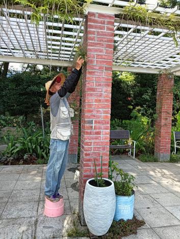 圖7 這些可愛的空氣鳳梨是由苗圃同仁和志工團隊親手佈置完成的。