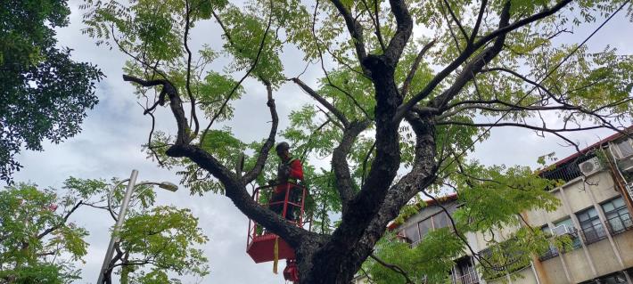 (圖2)修剪完成樹木通風良好