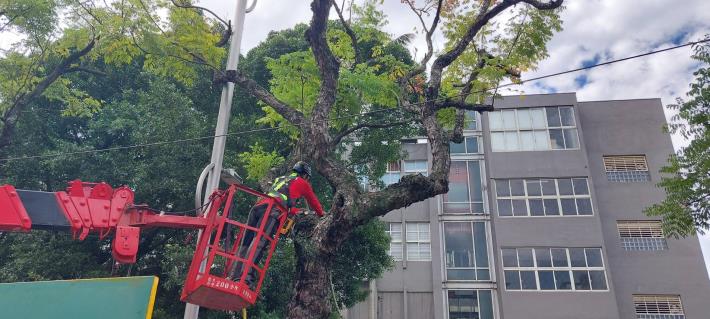 (圖4)修剪時會觀察樹體生長狀況