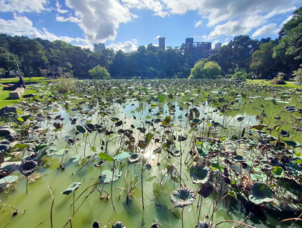 圖2：大湖公園荷花秋季萎淍，易造成水質嚴重優養化