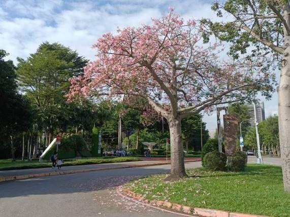 (圖片2) 士林官邸迎賓的美人樹10月初開花盛況