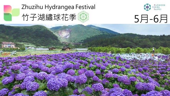 圖15. 壯碩花海與壯麗山景豐收的「竹子湖繡球花季」