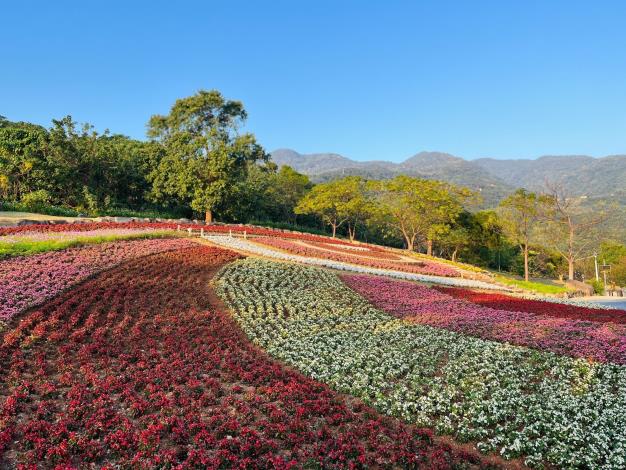 三層崎花海花況 大冠鷲頭部
