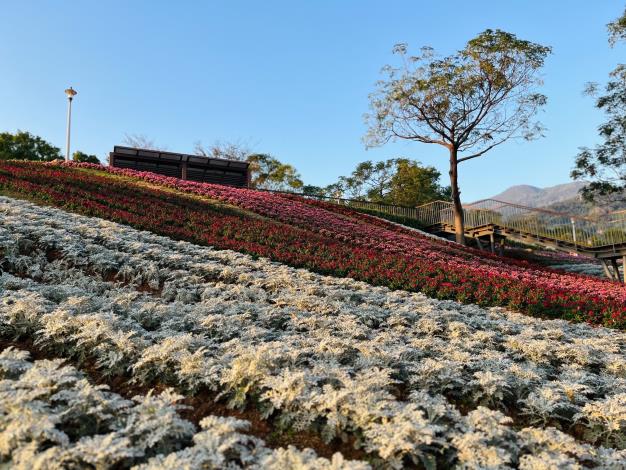 三層崎花海 銀葉菊