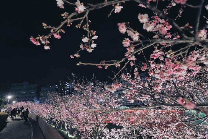 樂活公園夜櫻
