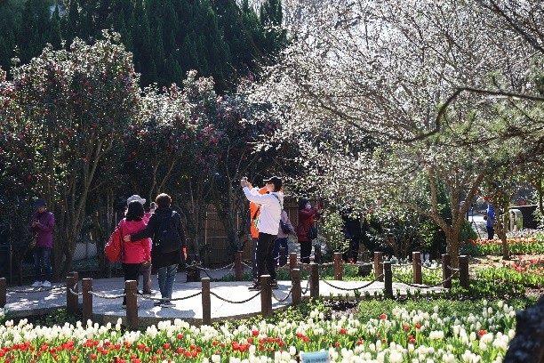 園區內茶花、梅花與鬱金香同時盛放，展現各自的獨特風采。