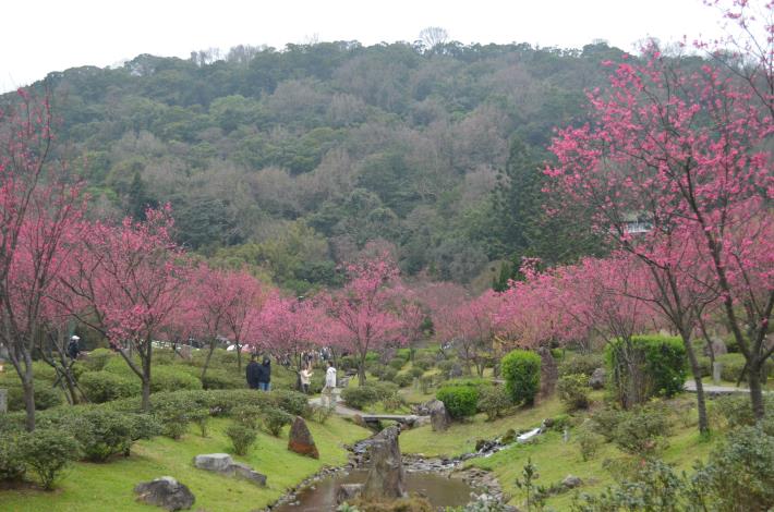 圖2-陽明公園櫻花溪流區(拍攝日期114年2月6日).JPG