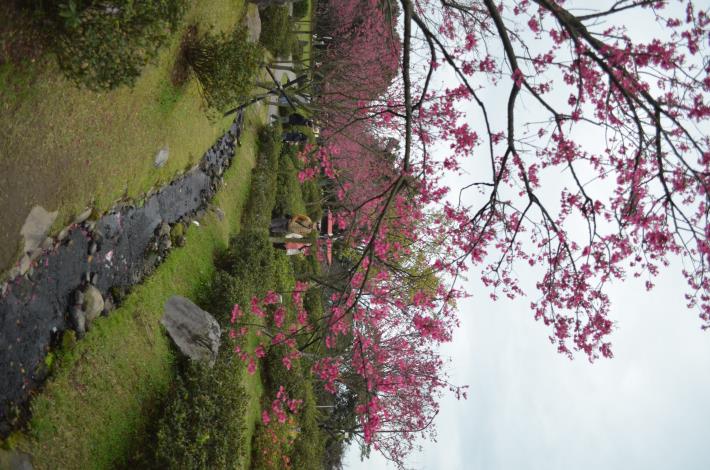 圖4-陽明公園櫻花溪流區(拍攝日期114年2月6日).JPG