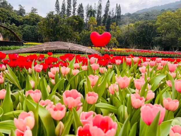 圖4. 主題園區的鬱金香花海將散播滿滿的愛出去