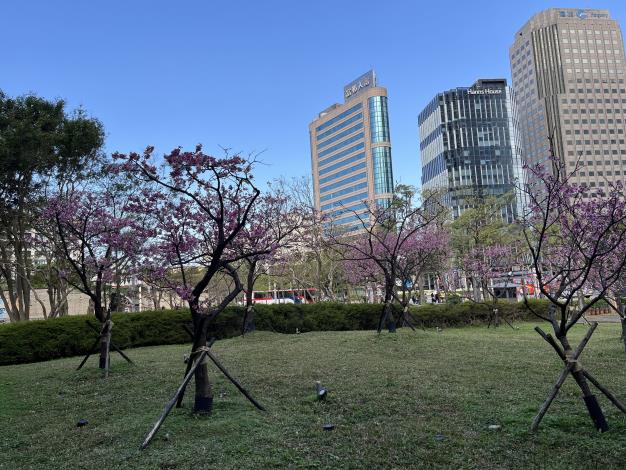 13.臺北市政府-北門側山櫻花