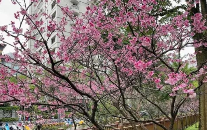 15.信義區-象山公園-櫻花花況.JPG