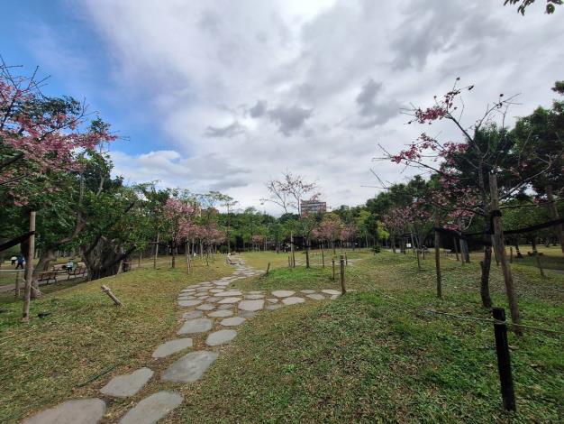 11.大安區-大安森林公園-河津櫻