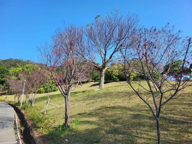 17.北投區-嗄嘮別公園櫻花