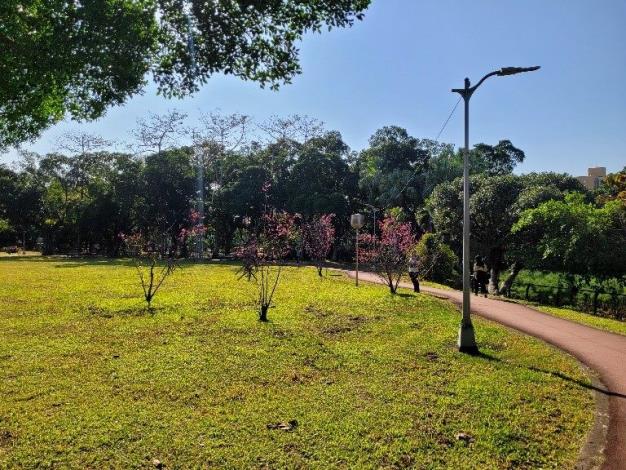 8.萬華區-青年公園-山櫻花