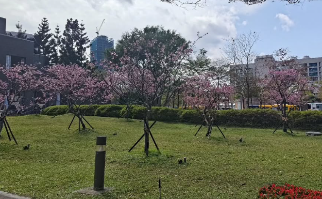 16.信義區-松智公園山櫻花.PNG