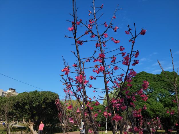9.萬華區-青年公園-山櫻花