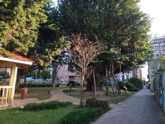10.中正區-中央藝文公園-山櫻花