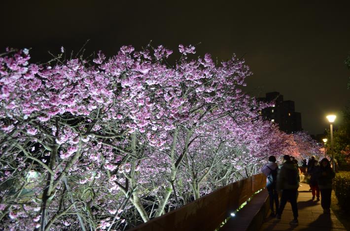 7.內湖區-樂活公園-櫻花花況.JPG