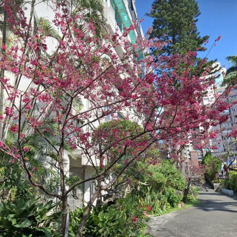 20.北投區-櫻花崗公園