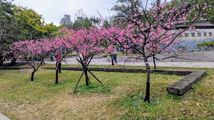 14.信義區-象山公園山櫻花