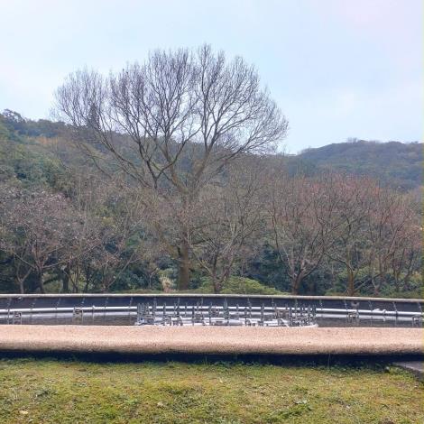 3.北投區-陽明公園-噴水池昭和櫻