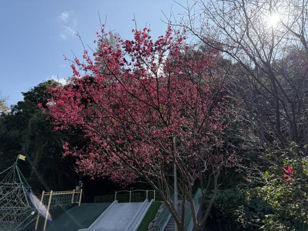 21.士林區-天母公園櫻花