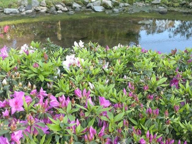 圖8.陽明公園櫻花溪流區杜鵑叢