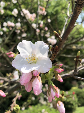 圖3.陽明公園王陽明銅像旁