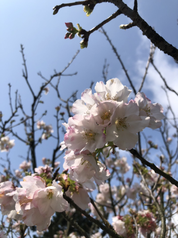 圖2.陽明公園遊客中心旁