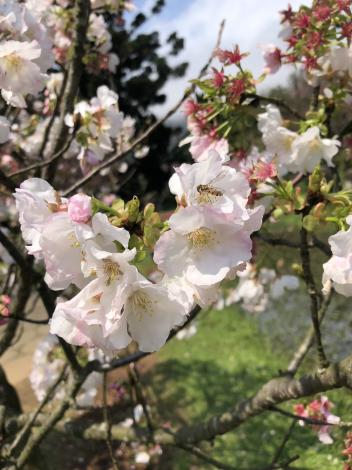 圖4.陽明公園王陽明銅像下方