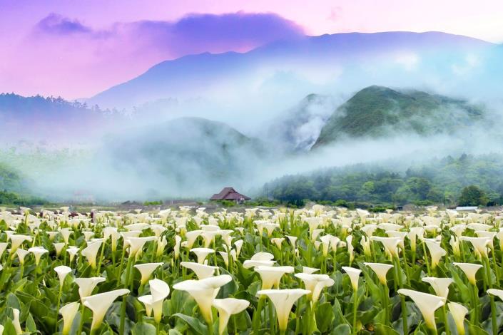 圖6 .「竹子湖海芋季」在山景襯脫下更顯白色純白的海芋花海之美