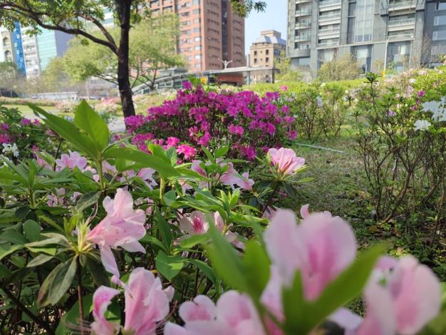 圖4 . 大安森林公園杜鵑陸續開放的「台北杜鵑花季」