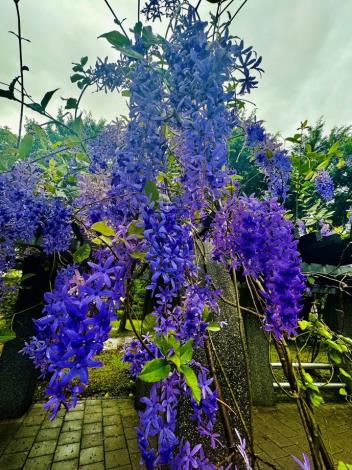 圖2. 大安森林公園花架錫葉藤花況