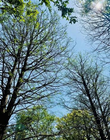 圖4. 大安森林公園生態池旁落羽松萌發新芽