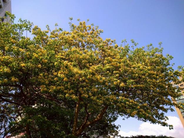 (圖3) 花生長於帶葉枝條的先端，白色後轉變為淡黃色或橘黃色，因此有著不同顏色層次美感