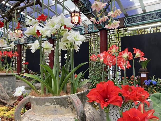 圖7、本次展出紅、白、粉、雙色、單重瓣等近20種孤挺花.JPG