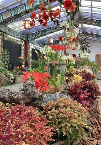 圖5、各色孤挺花與多種彩葉草交織成一幅美麗風景.JPG