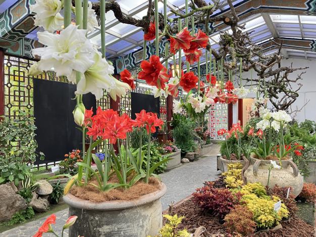 圖8、孤挺花、彩葉草與當季花卉交織而成的春日花園.JPG