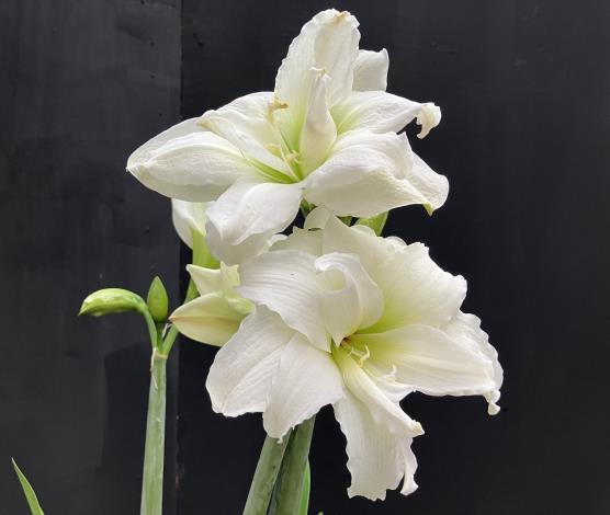 圖4、盛開時花瓣邊緣會呈現微捲的「雪山」孤挺花.JPG