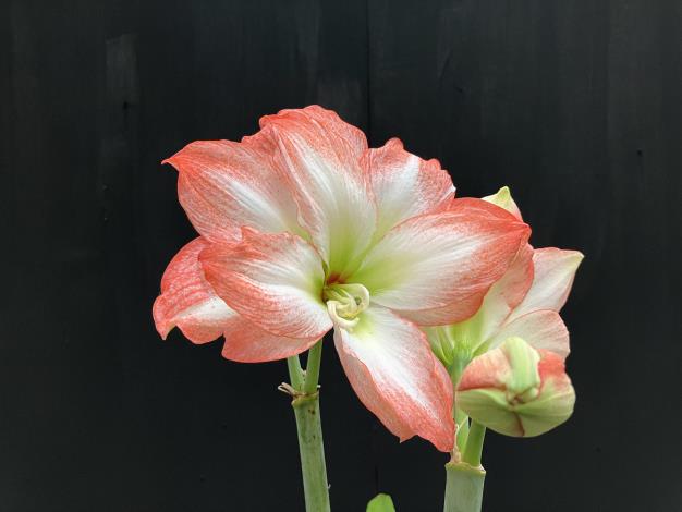 圖2、擁有粉金光暈花瓣的「太陽神」孤挺花.JPG