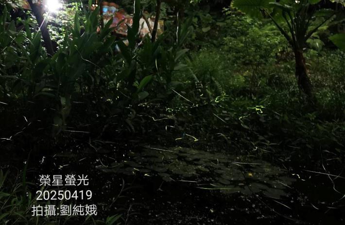 圖1志工團隊在生態池拍出璀璨螢光。