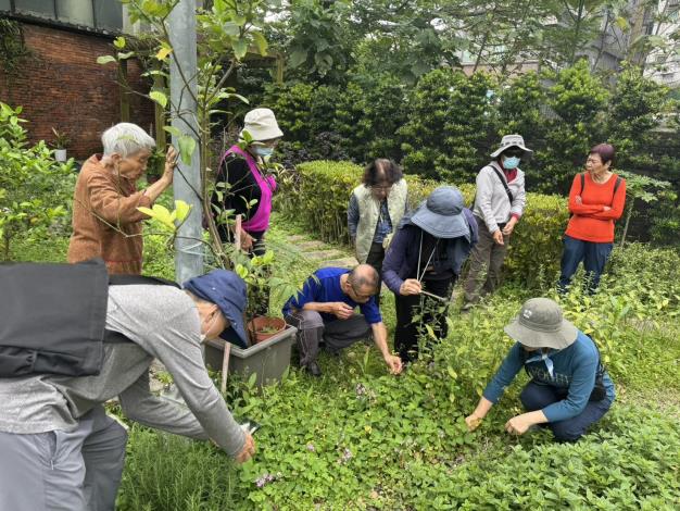 圖1.魚腥草全株散發刺鼻腥味，即使埋沒在草地中也相當容易找到其蹤跡。