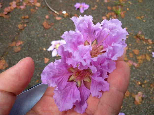 (圖片4) 每朵花有6個花瓣，瓣緣呈不規則波浪鋸齒狀