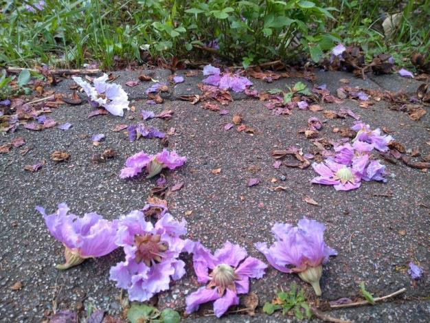 (圖片5) 微風中隨微風而墜下的落花如同紫吹雪，是另一種「紫爆」浪潮襲來美感