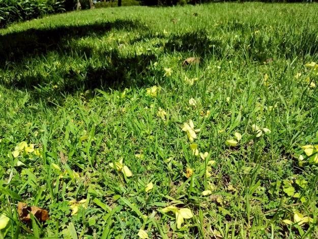 (圖片5) 尤其盛開時隨風大量落下的花瓣似如雨下，有「黃金雨」美譽
