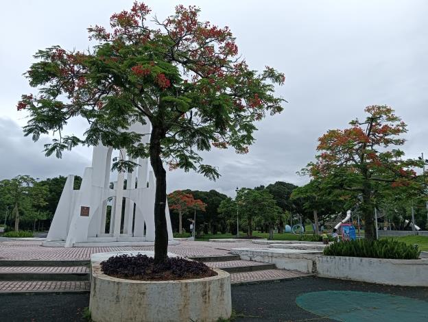 圖10 臺北典藏植物園附近的裝置藝術「祥和遍大地」周遭種植多株鳳凰木。