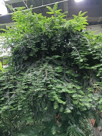 圖2 紅豆杉有藥用、雕刻、觀賞等利用價值，遭受嚴重盜採，因此被農委會列入瀕臨絕種(Endangered Species)植物名單中。