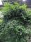 圖2 紅豆杉有藥用、雕刻、觀賞等利用價值，遭受嚴重盜採，因此被農委會列入瀕臨絕種(Endangered Species)植物名單中。