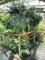 圖1紅豆杉位於館內溫帶植物區。